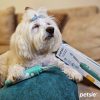 Petsie toothbrush for dogs ( S size, -10kg)